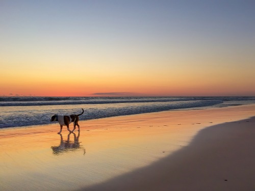 Beautiful Sunset On The Beach In Western Australia Near City - Best Dog Beaches in Perth