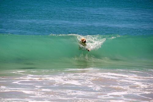 North Coogee Dog beach perth