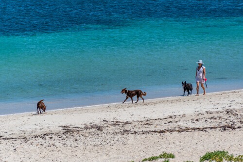 Rockingham Dog Beach in Perth