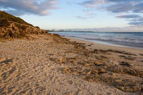 South Cottesloe Dog Beach perth