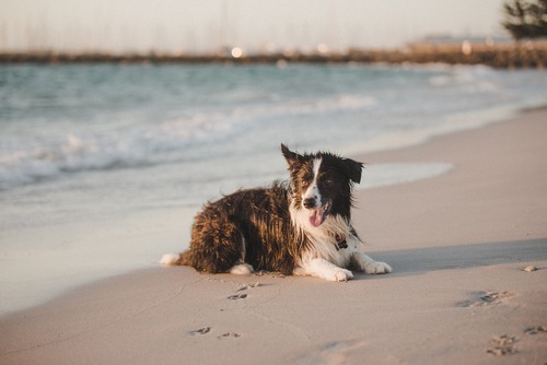 Border Collie At Dog Beach - South Fremantle Dog beach Perth