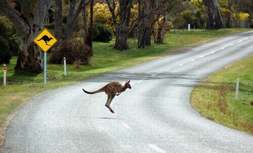 Swerving to avoid an animal on the road is ok in some situations